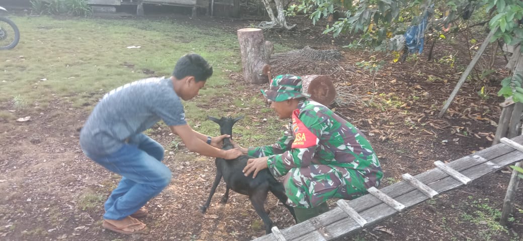 Serda Edu Laksanakan Pemeriksaan Hewan Ternak