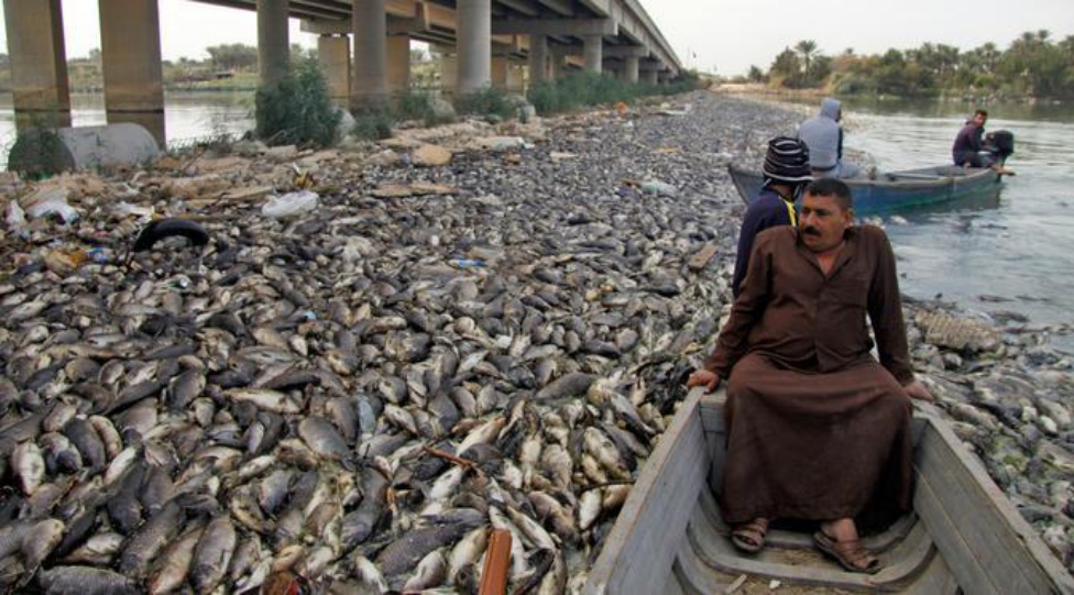 Di Sungai Irak, Ribuan Ikan Mati Secara Misterius