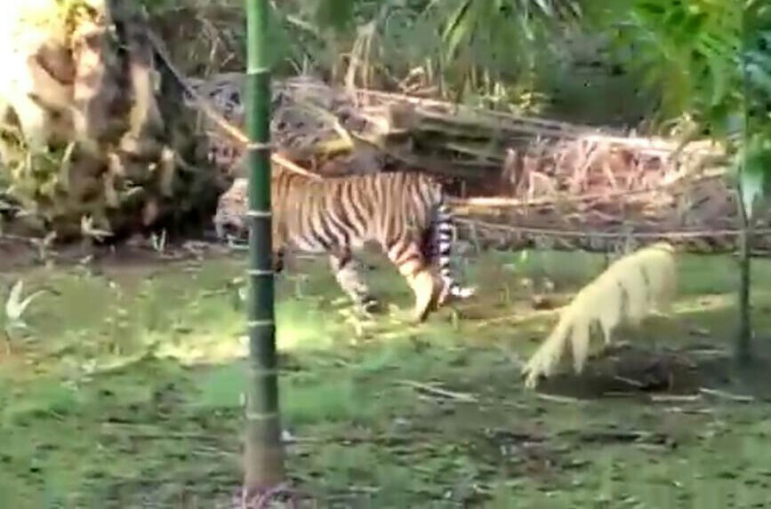 Mengerikan..!!! Harimau Berkeliaran di Pemukiman Warga Inhil