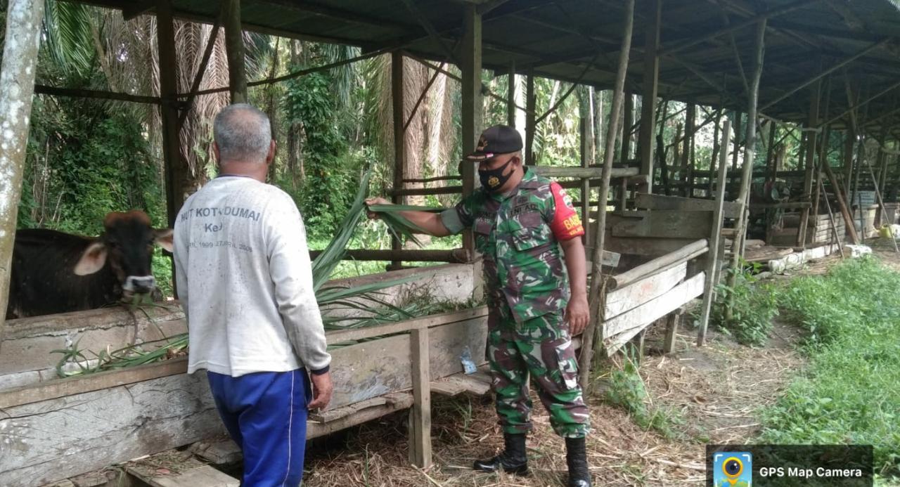 Babinsa Koramil 02 Menghimbau Peternak Untuk Mencegah PMK