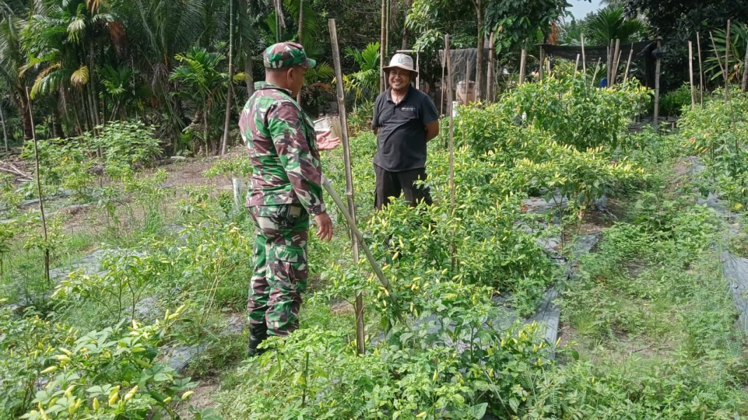 Babinsa Sertu Sareh Dampingi Petani Cabe di Jalan Inpres