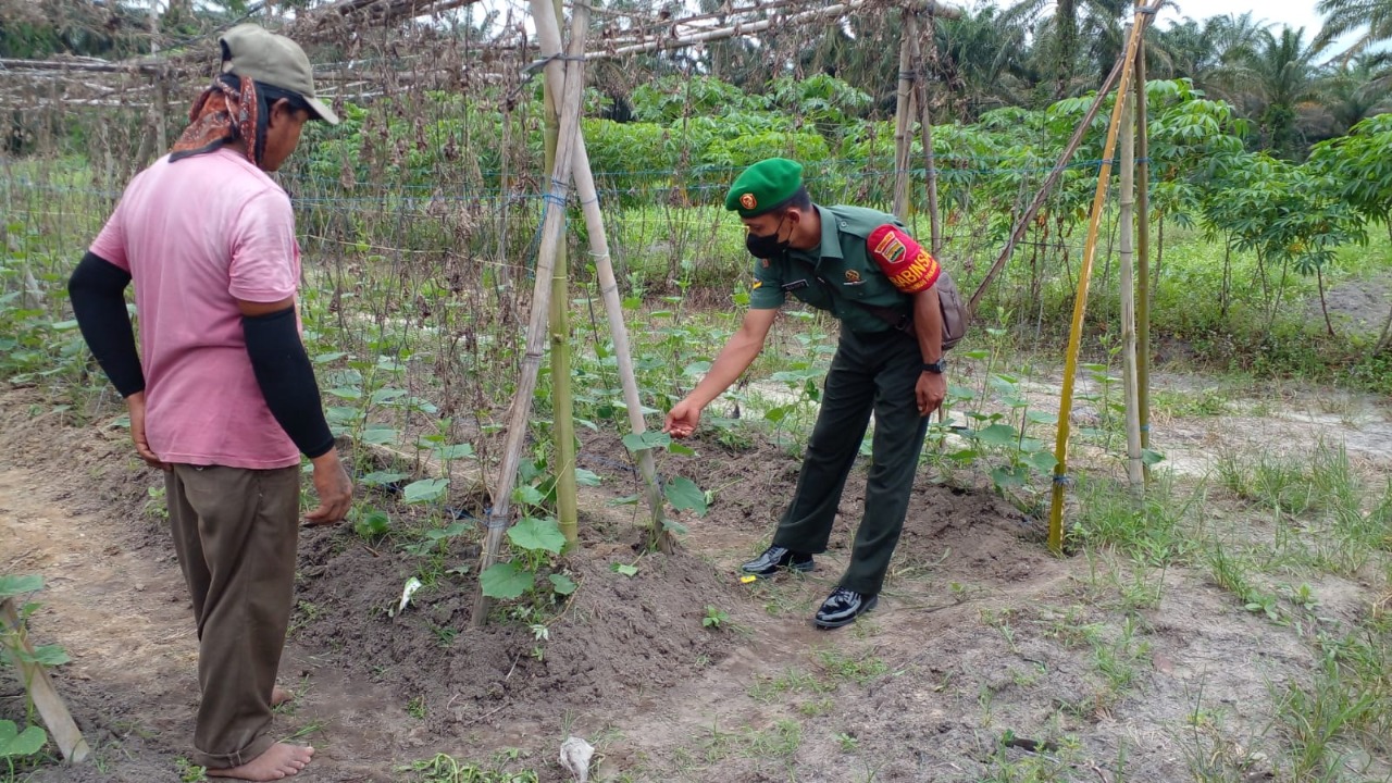 Dukung Swasembada Pangan, Ini Yang Dilakukan Oleh Babinsa Gurun Panjang