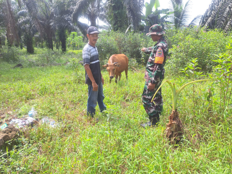 Antisipasi Penyebaran Virus PMK, Serda Andri Widodo Laksanakan Sosialisasi