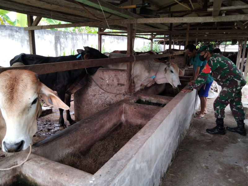 Babinsa STDI Dampingi Peternak Guna Cegah PMK