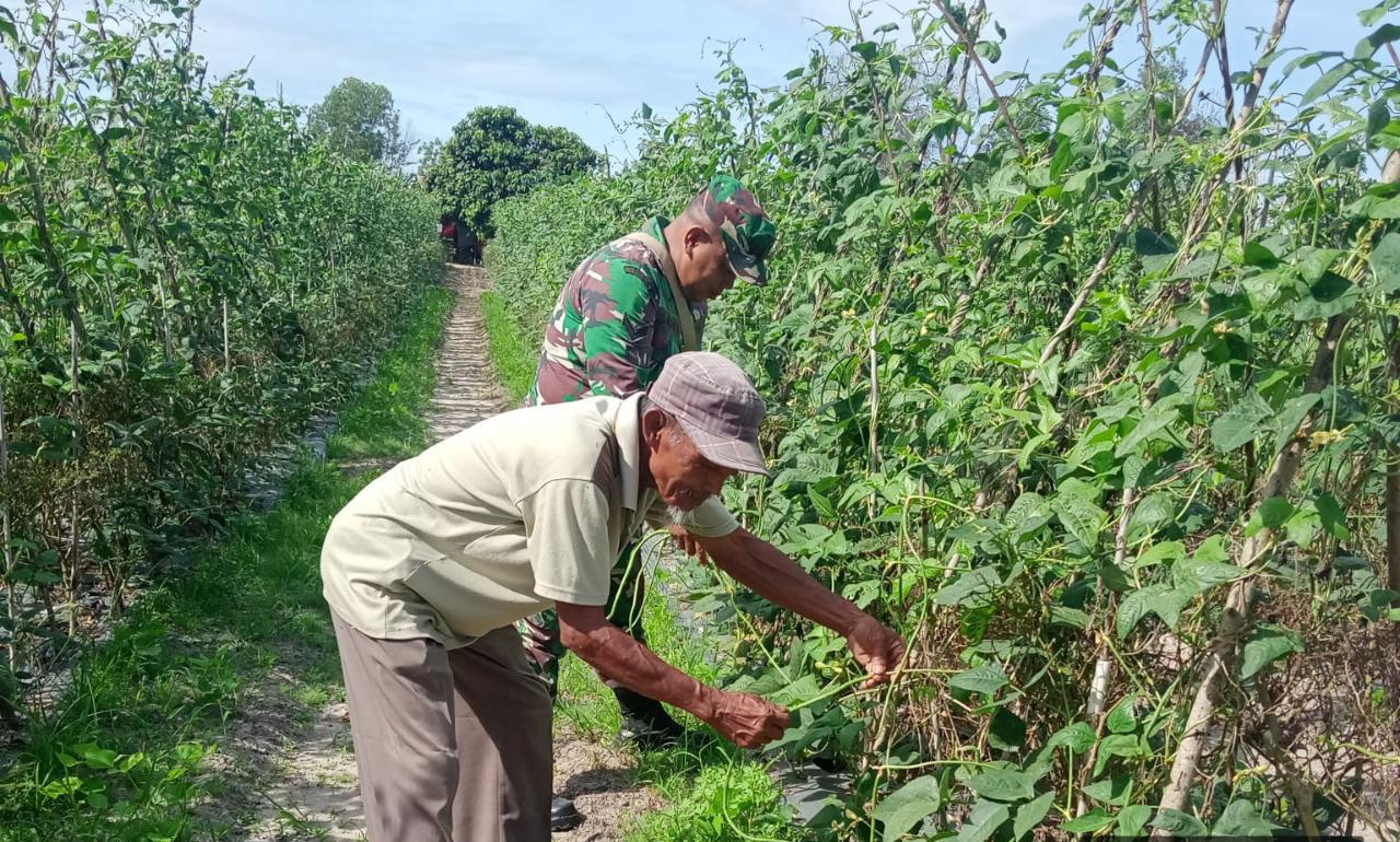 Sertu Sareh Dampingi Petani di Jalan Tambusai