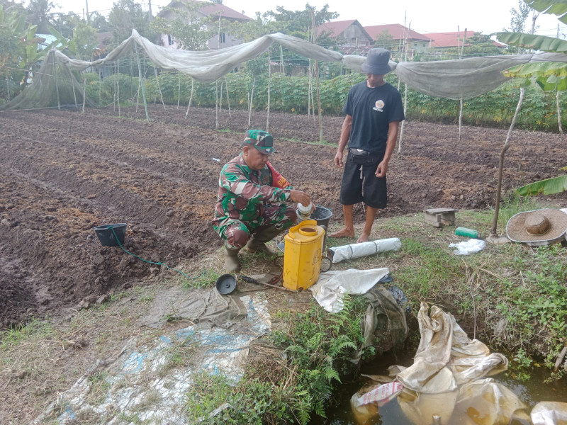 Tingkatkan Hasil Pertanian, Babinsa Purnama Dampingi Budidaya Kangkung Milik Warga