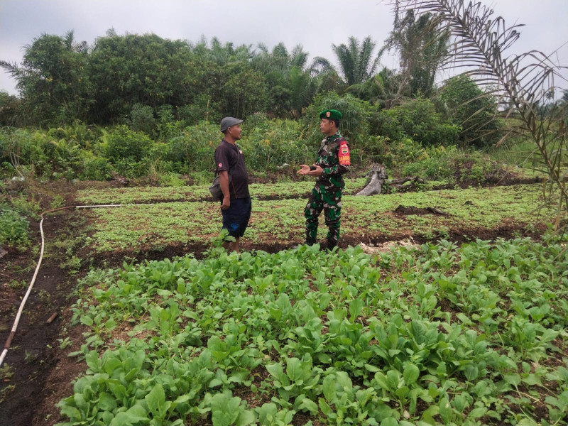 Sertu Sugianto Dorong Produktifitas Petani Cabai Rawit di Dumai Barat