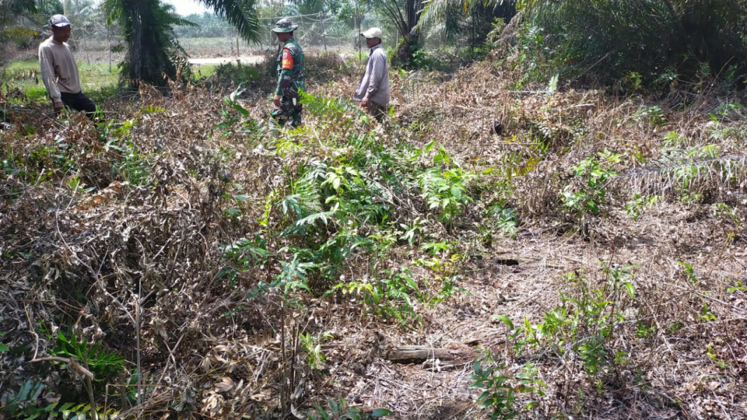 Koramil 03 Melalui Serda Iwan Sahputra Laksanakan Giat Cegah Karhutla