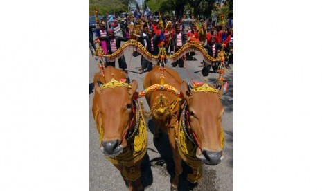 Cieee..!!! Puluhan Pasang Sapi Ikuti Kontes Kecantikan