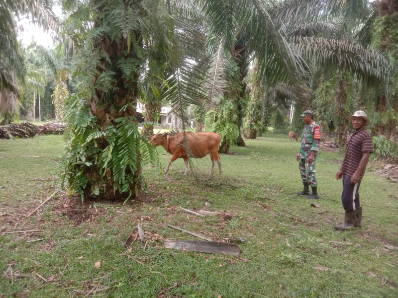 Babinsa Koramil 02/Dumai Lakukan Pencegahan Penyakit Mulut dan Kuku pada Hewan Ternak di Kelurahan Mundam