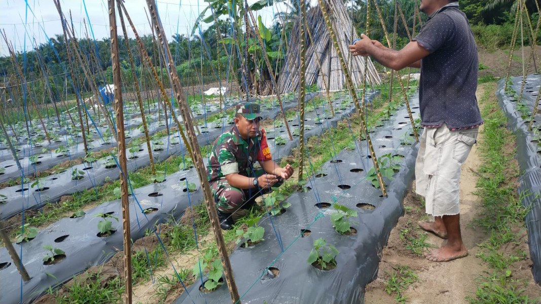 Babinsa Sambangi Petani Mentimun