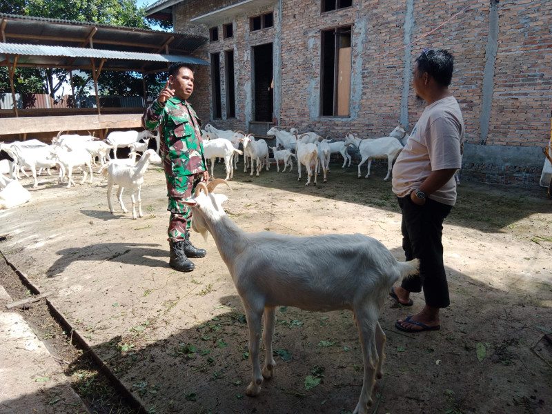 Babinsa Kelurahan Purnama Sosialisasikan Pencegahan Penyakit Mulut dan Kuku di Peternakan Arun