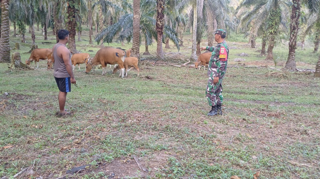 Babinsa Sosialisasikan Pencegahan PMK kepada Peternak Sapi di Gurun Panjang