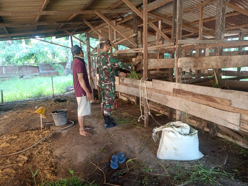 Sertu Boby Rahman Laksanakan Monitoring Cegah PMK