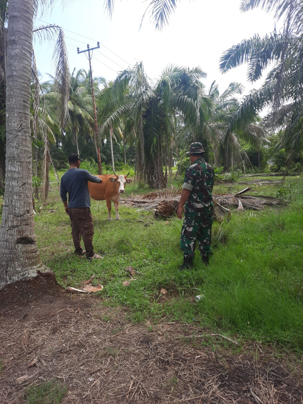 Babinsa Pelintung Pantau Hewan Ternak di Wilayahnya