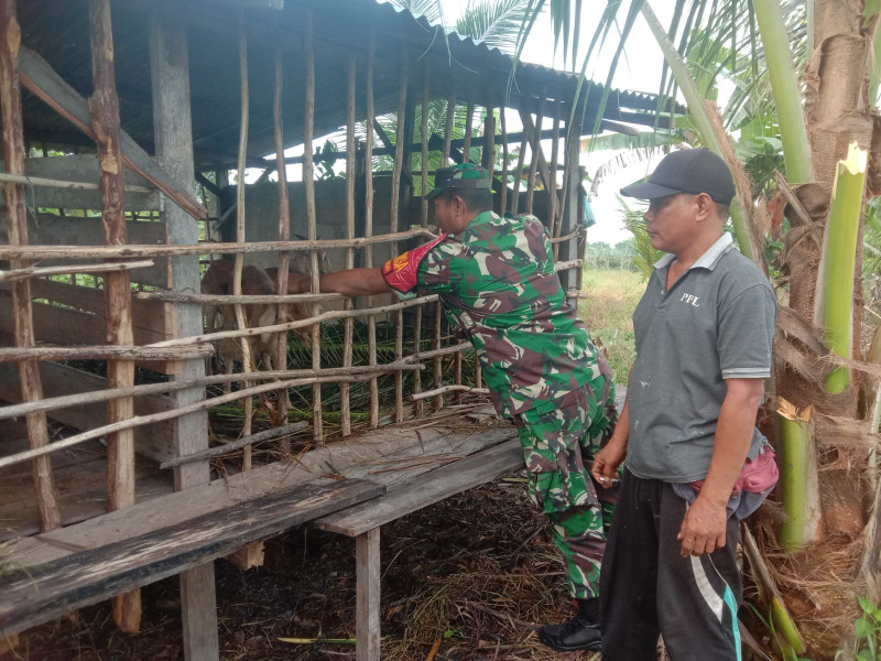 Serda Agustinus Dampingi Peternak Untuk Mencegah PMK