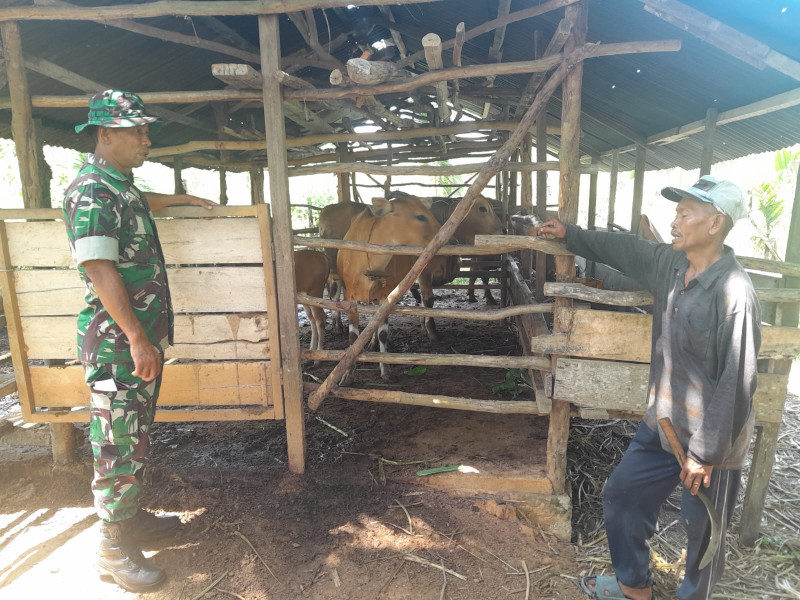 Babinsa Koramil PWK 04 Berikan Penyuluhan Kepada Peternak
