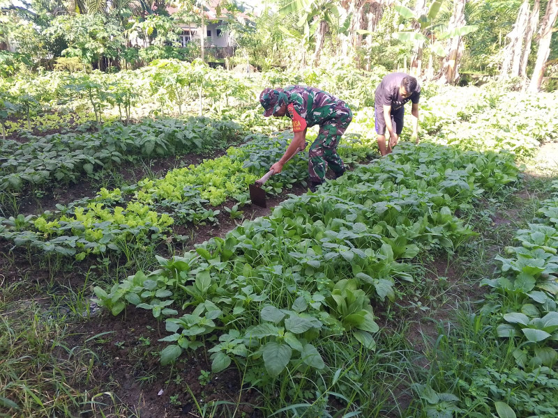 Motivasi Petani, Babinsa Koramil 01/Dumai Bantu Kelola Tanaman Sawi