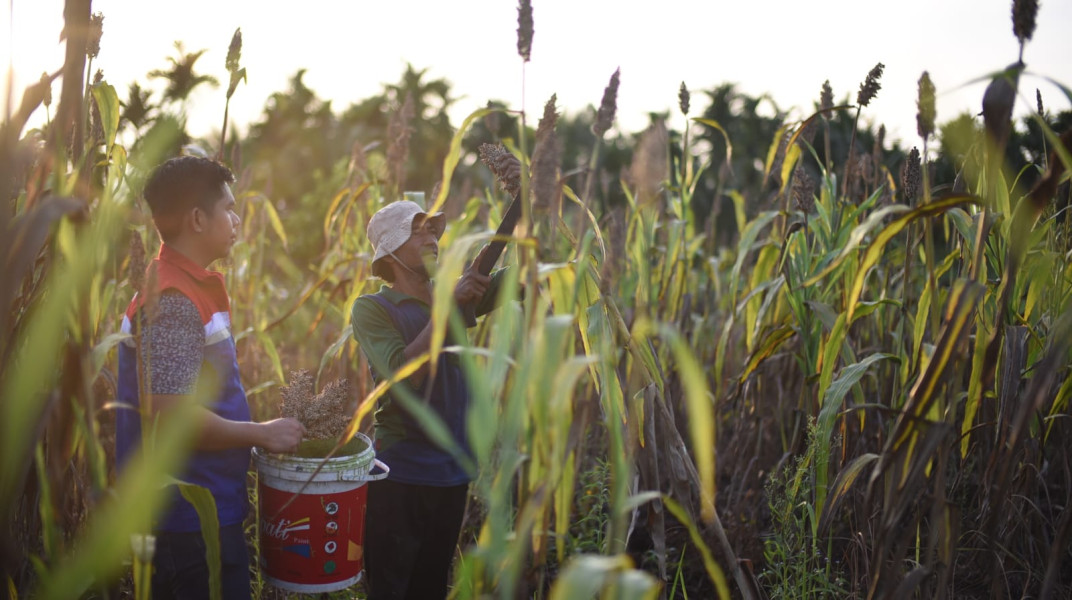 Dukung Program Ketahanan Pangan, Petani Binaan KPI RU Dumai Panen Puluhan Kg Sorgum