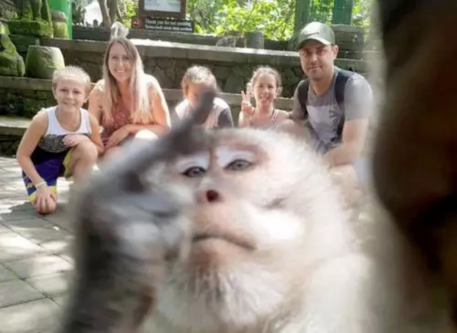 Monyet Selfie yang Bikin Heboh dan Raih penghargaan