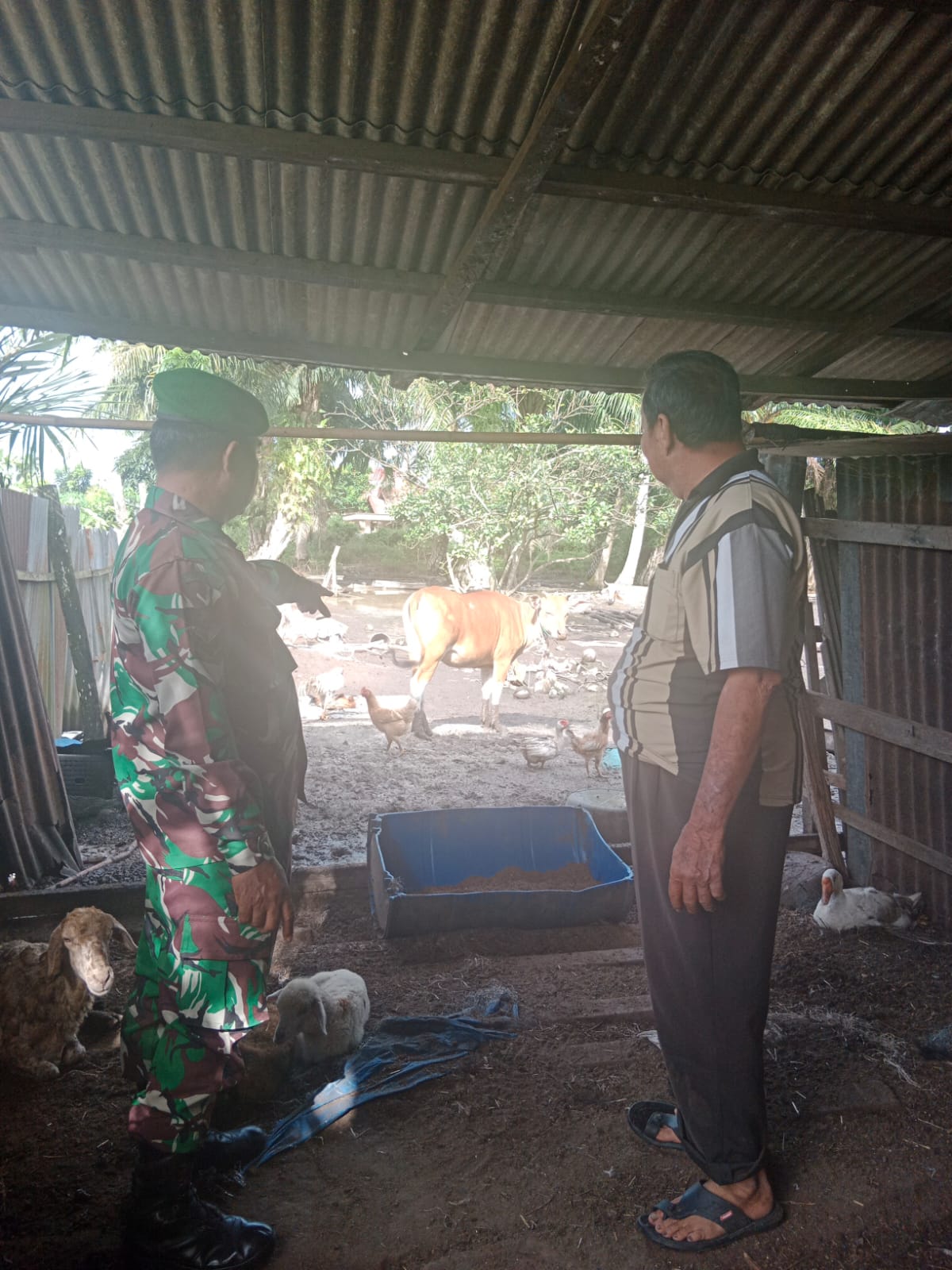 Sertu Mahyudin Laksanakan Sosialisasi Pencegahan PMK