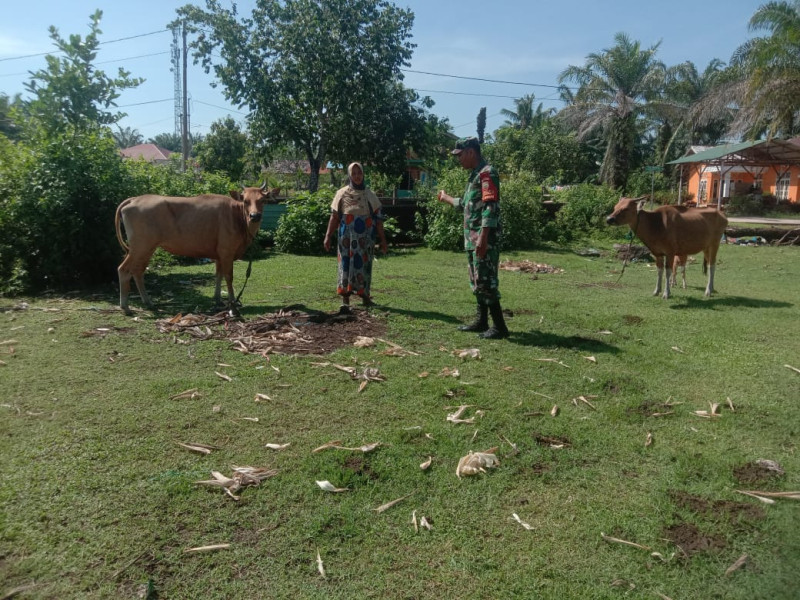 Sertu Ramli Sambangi Peternak di Wilayah Binaannya