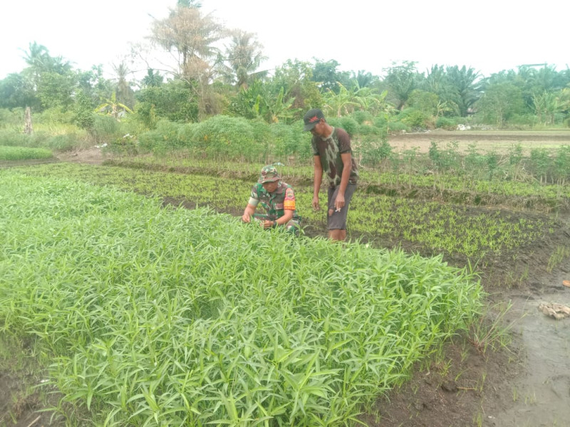 Pelaksanaan Serda Priyo Sudarmo Dalam Mendampingi Petani