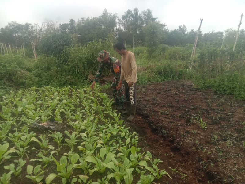 Babinsa Koramil 01/Dumai Edukasi Petani Tentang Budidaya Sawi yang Efektif