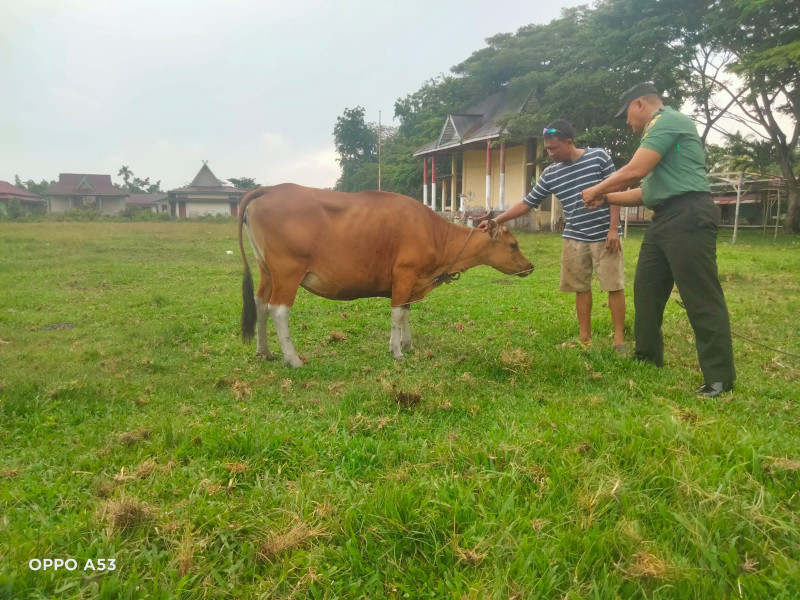 Pencegahan Virus PMK Dilaksanakan Oleh Serda Ansari