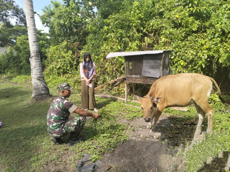 Sertu Muzainudin Dampingi Peternak Guna Cegah PMK