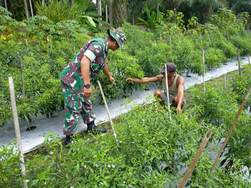 Babinsa Koramil 03 Serda Iwan Sahputra Dampingi Petani Cabe