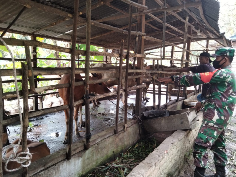 Sertu Sugianto Cek Kesehatan Hewan Ternak di Wilayah Binaannya