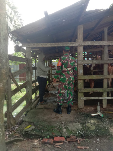 Babinsa Koramil 03 SS Gencarkan Pencegahan Penyakit Mulut dan Kuku pada Hewan Ternak