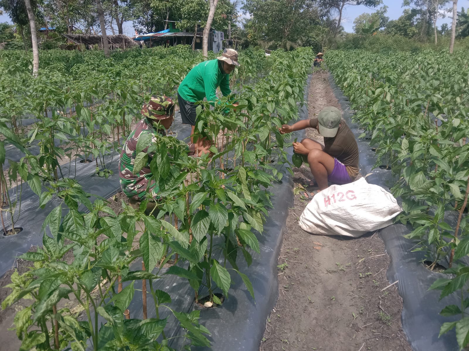 Sertu Sutiono Babinsa Kelurahan Bintan Dampingi Petani Cabe