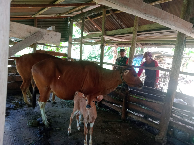 Serma Sukardi Berikan Sosialisasi Terkait Pencegahan PMK