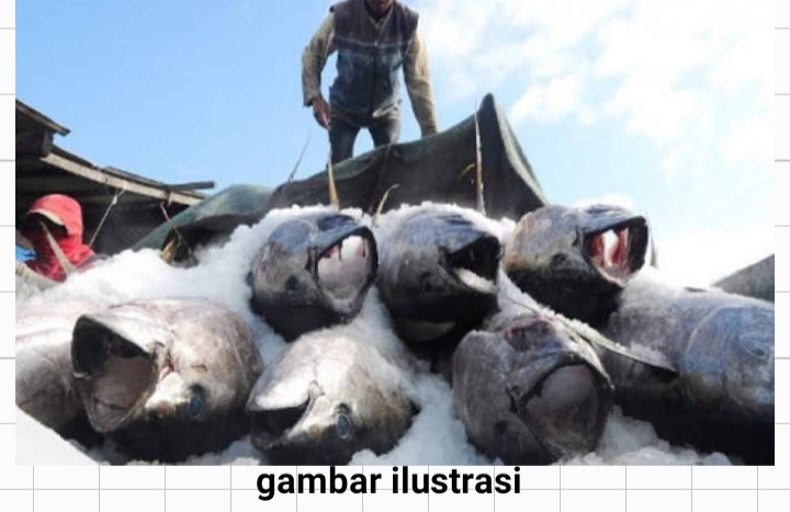 Diduga, Usaha Ekspor Ikan Milik AW di Rupat Tidak Memiliki Izin