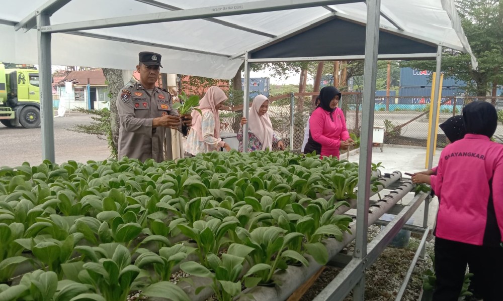 Polsek KSKP Dumai Panen Pakcoy Hidroponik Tahap III, Dukung Ketahanan dan Swasembada Pangan