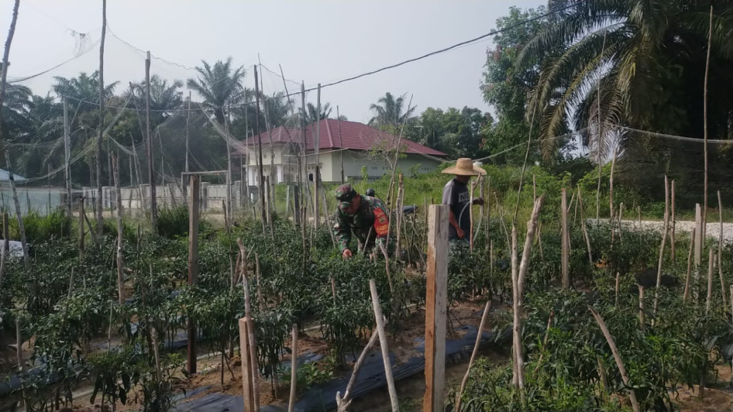 Pendampingan Oleh Sertu Jumat Desmanto Kepada Petani Cabe