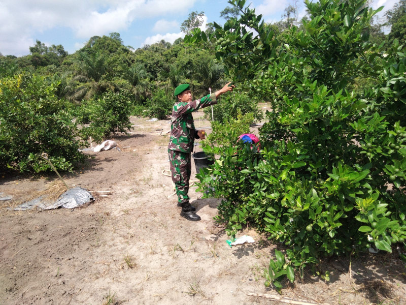 Sertu Sugianto Beri Pendampingan Karya Nyata Tanaman Jeruk Nipis di Dumai Barat