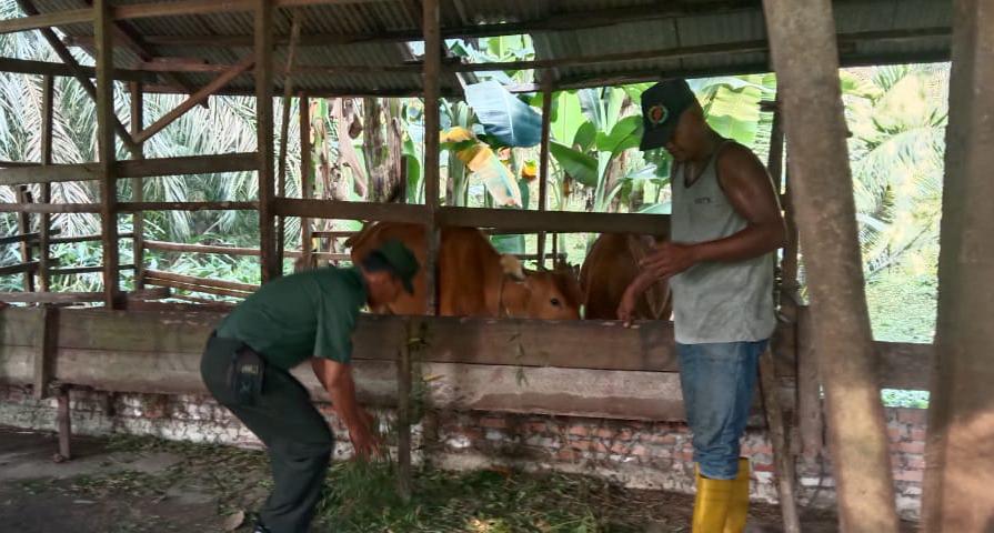 Serda Edi Saputra Cek Kondisi Kesehatan Hewan Ternak