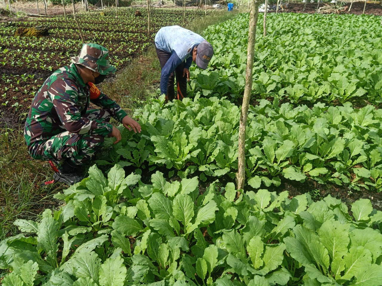 Serda Boby Rahman Dampingi Petani Sawi