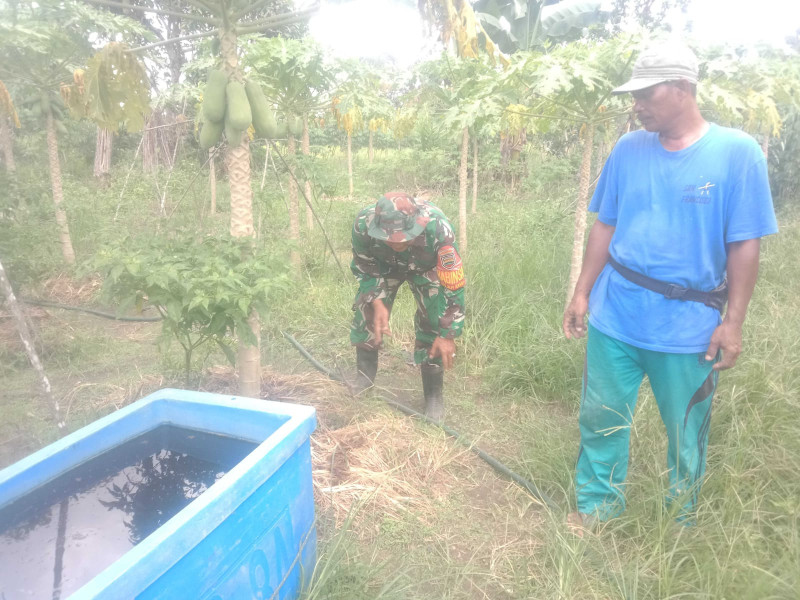 Serda SMP Sinaga Dampingi Petani Pepaya Yang Ada di Wilayah Binaannya