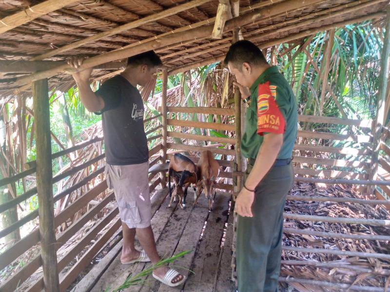 Giat Cegah PMK di Desa Centai Oleh Babinsa