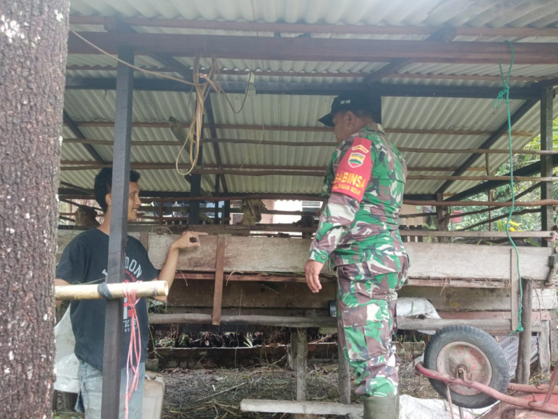Babinsa Bagan Besar Dampingi Pemantauan PMK di Kandang Ternak