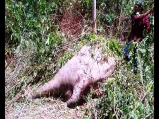 Gajah Liar di Riau Ditemukan dalam Kondisi Penuh Luka di Tubuhnya
