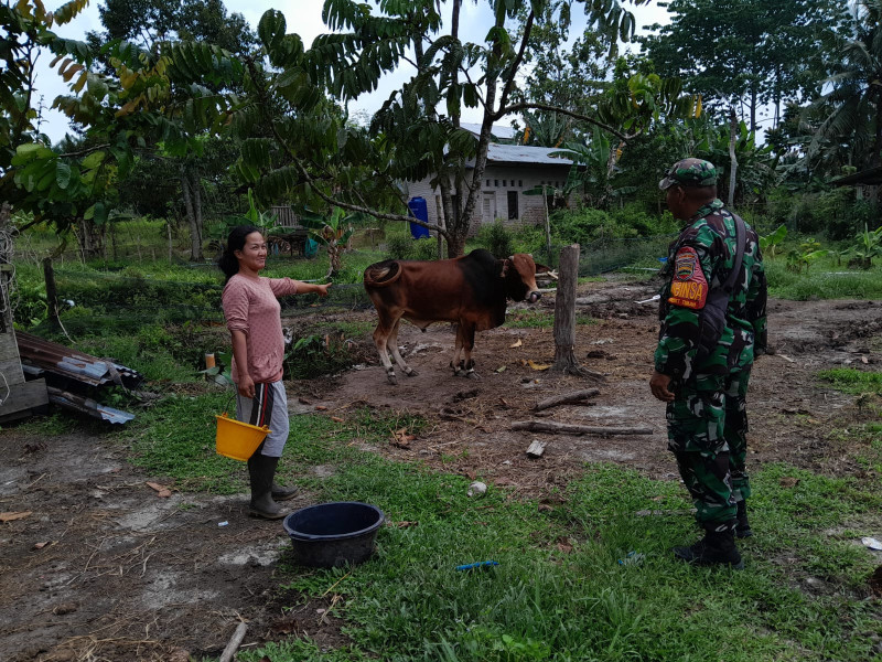 Serka Fahrizal Purba Laksanakan Giat Cegah Virus PMK