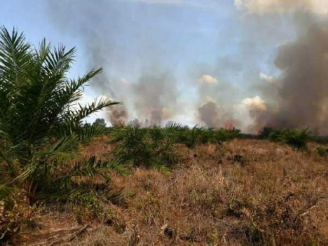 Lebih Kurang 5 Hektare Lahan Sawit Milik Warga di Tanjung Putus Pangkalan Kerinci Terbakar