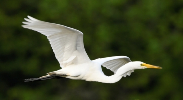 Gara-Gara Seekor Bangau, Tagihan Telepon Membengkak