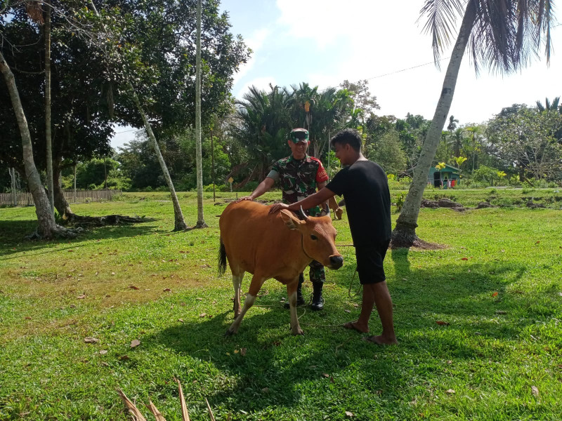 Cegah PMK, Serda Engki Tarnando Pantau Hewan Ternak