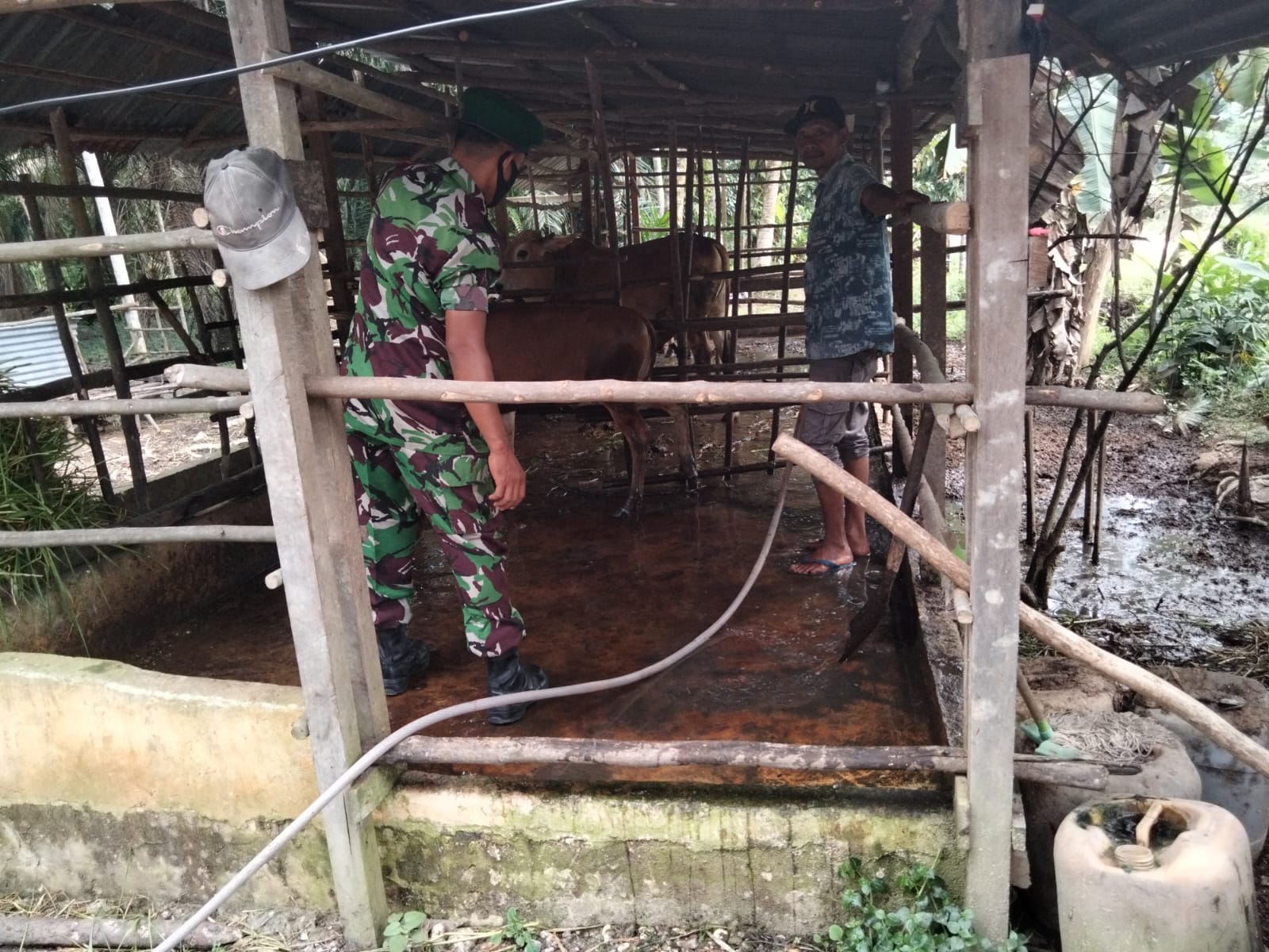Babinsa STDI Laksanakan Giat Cegah PMK